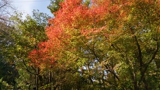 DSC_0254.jpg